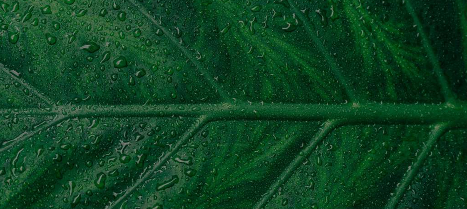 carbon banner